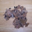 Rare Heirloom Ornamental Mississippi Brown Cotton Seed Pink Blooms, 30 Seeds