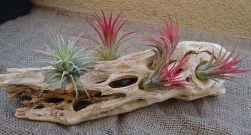 Large Cholla Wood Perfect for Air Plants Bromeliads Orchids, 12"