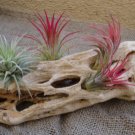 Large Cholla Wood Perfect for Air Plants Bromeliads Orchids, 12"