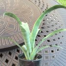 Beautiful Green Frosted Bromeliad - Blooms Pink Flower Plant