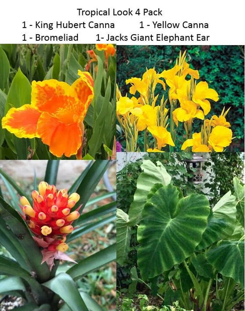 4 Pack Mix Canna Bromeliad Elephant Ear Tropical Look