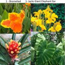 4 Pack Mix Canna Bromeliad Elephant Ear Tropical Look
