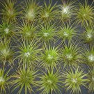 20 Bromeliad Tillandsia ionantha air plants BIN