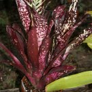 2 bromeliad billbergia "Hallelujah" pups red purple tropical plants