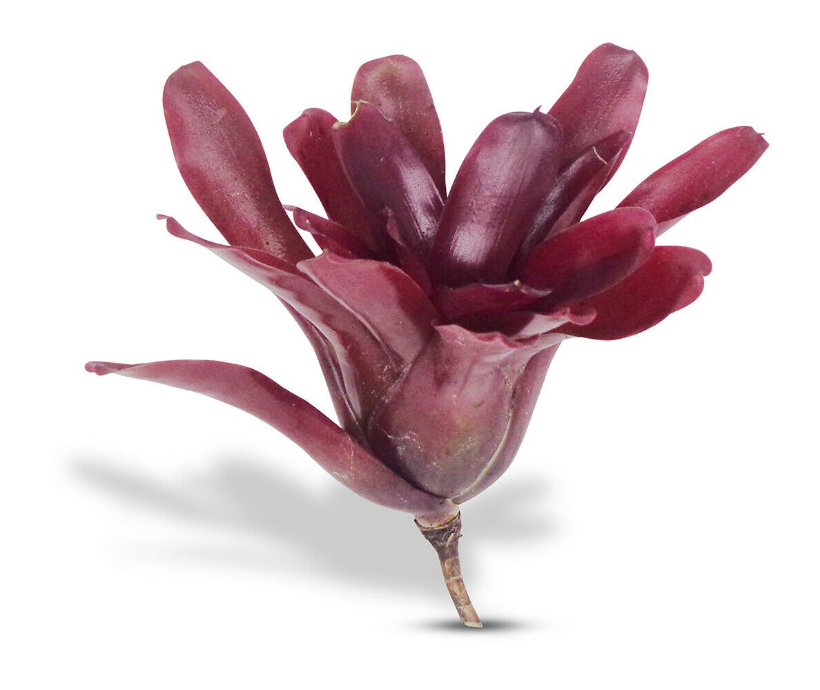 Neoregelia Fireball Bromeliads House Plants