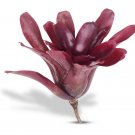 Neoregelia Fireball Bromeliads House Plants