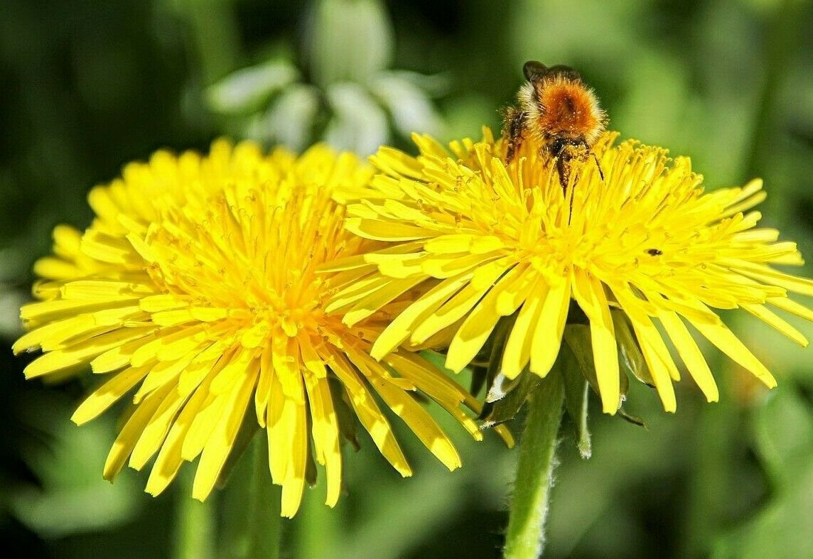 DANDELION COLD MICROGREENS SALADS HERB SPRING USA, 500 SEEDS