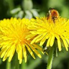 DANDELION COLD MICROGREENS SALADS HERB SPRING USA, 500 SEEDS