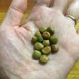 Mexican Yam Bean Root Chinese Saa Got Potato Sweet Turnip, 15 Jicama Seeds