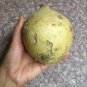 Mexican Yam Bean Root Chinese Saa Got Potato Sweet Turnip, 15 Jicama Seeds