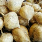 Vegetable Mexican Yam Bean Root Potato Seeds, 15 Jicama Seeds