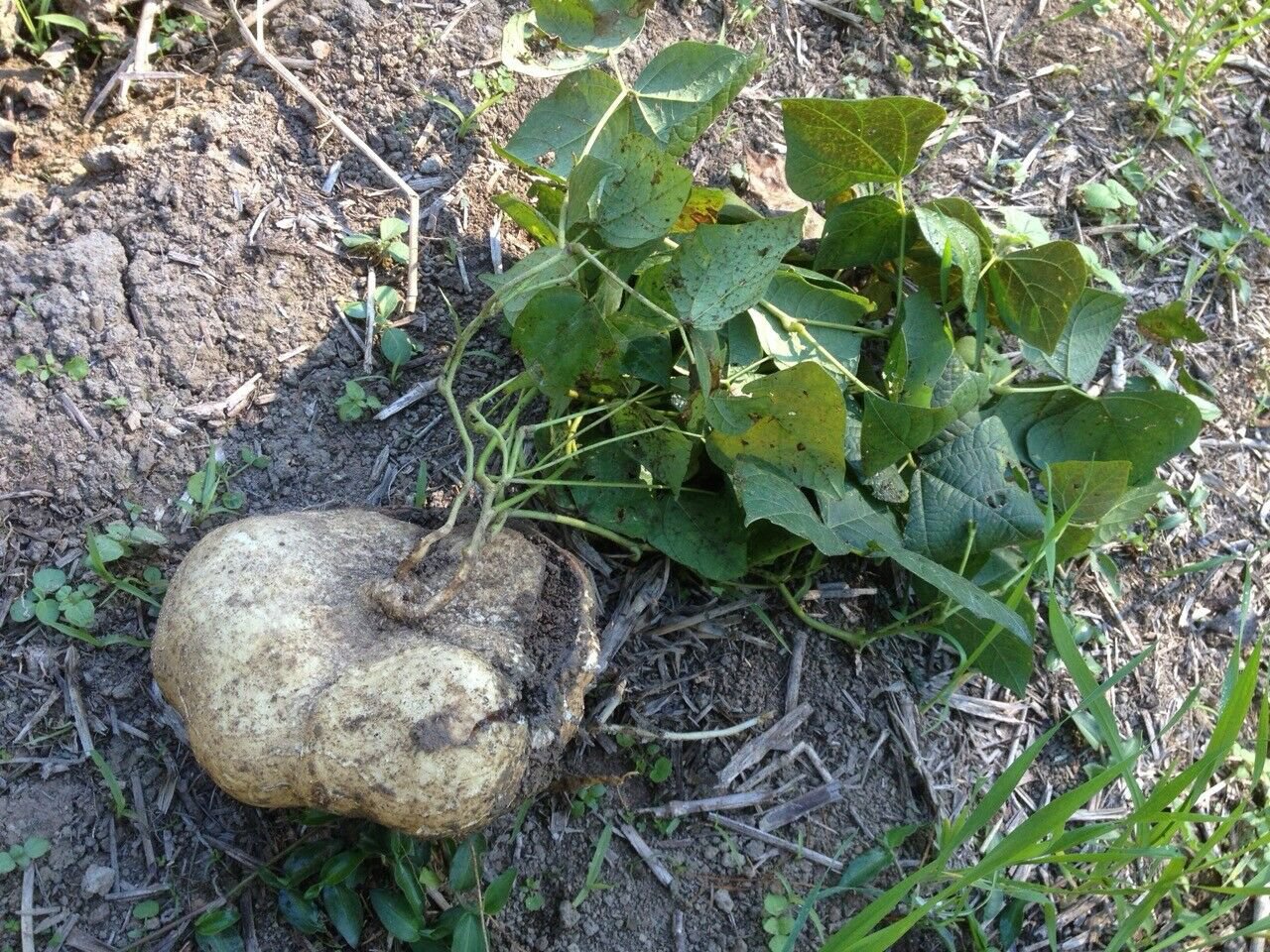 Yam Bean Mexican Turnip Potato USA Garden Vegetable Seed 2022, 20 True Jicama Seeds