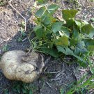 Yam Bean Mexican Turnip Potato USA Garden Vegetable Seed 2022, 20 True Jicama Seeds