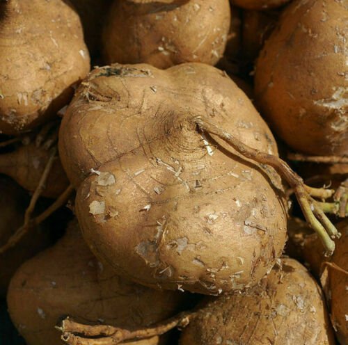 Yam Bean Mexican Turnip Potato USA Garden Vegetable Seed 2022, 60 True Jicama Seeds