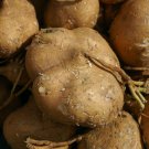 Yam Bean Mexican Turnip Potato USA Garden Vegetable Seed 2022, 60 True Jicama Seeds