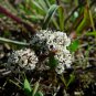 30 Seeds Great Basin Indian Potato (Orogenia linearifolia)