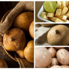 Mexican Yam Bean, 40 Jicama Seeds