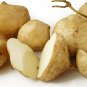 Mexican Yam Bean, 40 Jicama Seeds