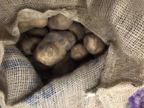1 Pound Certified First Grade Kennebec Seed Potatoes