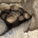 1 Pound Certified First Grade Kennebec Seed Potatoes