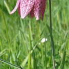 10 Seeds Fritillaria meleagris | Snakes Head Fritillary | Checkered Lily