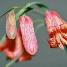 5 Seeds, Fritillaria recurva | Scarlet Fritillary | Scarlet Missionbells
