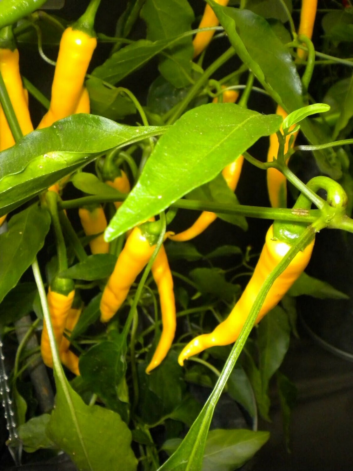 15 Seeds  RARE&acirc;�&iquest; Heirloom Yellow Cayenne Hot Pepper &acirc;�� Vibrant Color