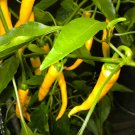 15 Seeds  RARE✿ Heirloom Yellow Cayenne Hot Pepper ● Vibrant Color