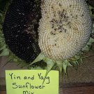 Yin & Yang Sunflower Seed Mix - Rare Seed House (white/black seed) - 12 seeds