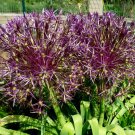 RARE HUGE PURPLE ALLIUM CHRISTOPHII CAN GROW UNTIL 12" VOLLEYBALL SIZE LILAC FLOWER, 40 Seeds