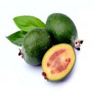 PINEAPPLE GUAVA TREE Edible Fruit Brazilian Flower Tropical Plant RARE, 10 Seeds