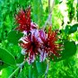 PINEAPPLE GUAVA TREE Edible Fruit Brazilian Flower Tropical Plant RARE, 10 Seeds