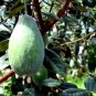 PINEAPPLE GUAVA TREE Edible Fruit Brazilian Flower Tropical Plant RARE, 10 Seeds