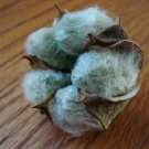 Green Cotton Seeds, Rare Green Cotton, Gossypium hirsutum, 5 pcs