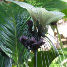 Tropical Ornamental Tacca integrifolia White Bat Flower Very Rare, 5 Seeds
