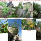 RARE GOLDENBALL LEADTREE (Leucaena retusa) , 5 SEEDS