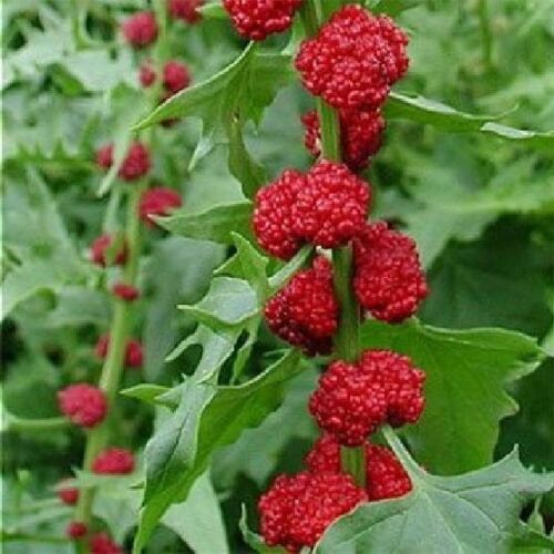 Strawberry Spinach Seeds Rare Exotic Fruit and Greens, 300 Seeds