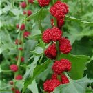 Strawberry Spinach Seeds Rare Exotic Fruit and Greens, 300 Seeds
