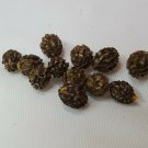 Rare Dwarf Papaya! tropical fruit tree seeds, 36 pcs