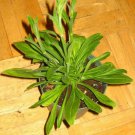 RARE Silene Capensis Seeds (African Dream Herb / Nodding Flower / Xhosa) , 5 seeds
