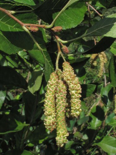 Seaside Alder Seeds Alnus Maritima extremely rare native, 5 pcs