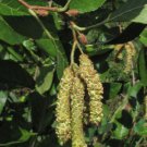 Seaside Alder Seeds Alnus Maritima extremely rare native, 5 pcs