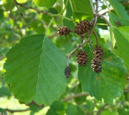 Black Alder Tree Seeds, Alnus Glutinosa, 50 pcs