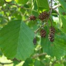 Black Alder Tree Seeds, Alnus Glutinosa, 50 pcs