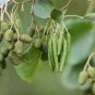 Black Alder Tree Seeds, Alnus Glutinosa, 50 pcs