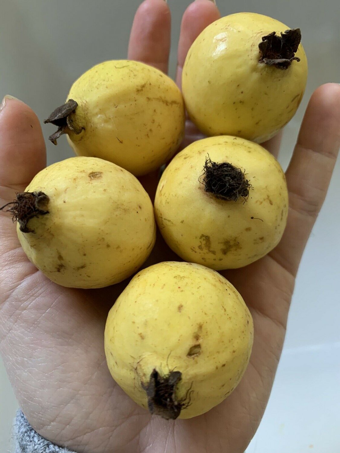 Mexican Guava FRUIT Seeds Yellow Rare Garden Grow Sweet Tree, 25 pcs