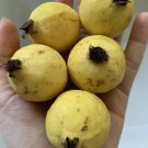Mexican Guava FRUIT Seeds Yellow Rare Garden Grow Sweet Tree, 25 pcs