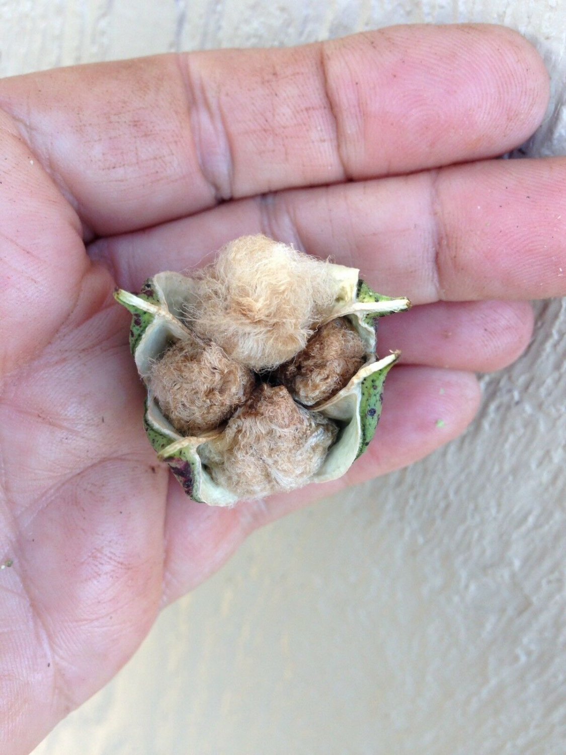 Gold Colored Cotton Seed Grown, 10 Seeds