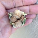 Gold Colored Cotton Seed Grown, 10 Seeds