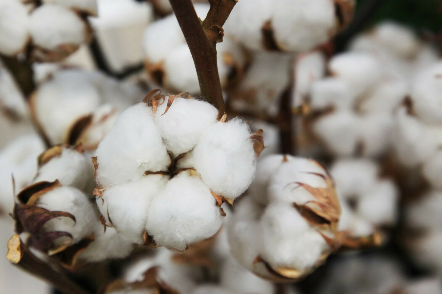 WHITE COTTON SEEDS *BURANDA* , 100% Quality, High-Density!, 20 Seeds